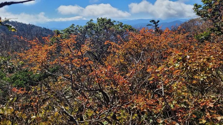 [서울=뉴시스] 기상청은 4일 설악산(해발 1708m)에서 첫 단풍이 시작됐다고 전했다. 이는 지난해보다는 4일, 평년보다는 6일 늦은 수준이다. (사진=기상청 제공) 2024.10.04. *재판매 및 DB 금지