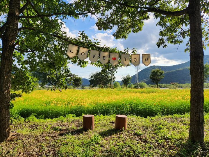 [밀양=뉴시스] 안지율 기자 = 산외면 해바라기 단지 전경. (사진=밀양시 제공) 2024.10.05. photo@newsis.com  *재판매 및 DB 금지