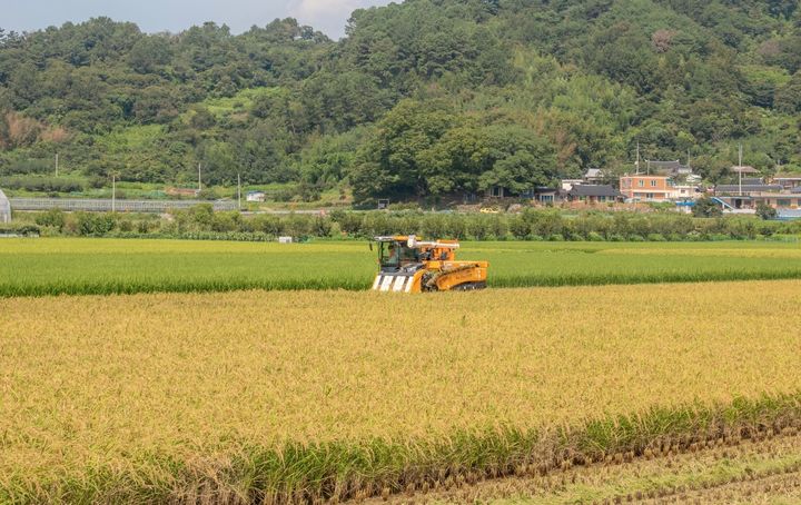 [무안=뉴시스] 벼 수확. (사진=뉴시스 DB). photo@newsis.com  *재판매 및 DB 금지