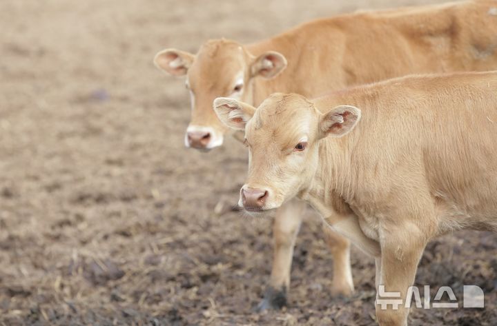 [세종=뉴시스]농촌진흥청은 환절기를 맞아 면역력이 약해진 송아지가 바이러스나 세균에 노출되면 질병에 걸릴 확률이 높은 만큼 건강관리에 각별한 주의를 기울여 달라고 7일 당부했다.(사진=농진청 제공)