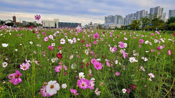 [진천소식]충북혁신도시 꽃밭에 코스모스 만개 등