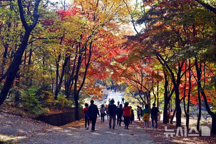 [안양=뉴시스] 관악수목원 가을단풍 풍광.(사진=안양시 제공). 2024.10.07.photo@newsis.com