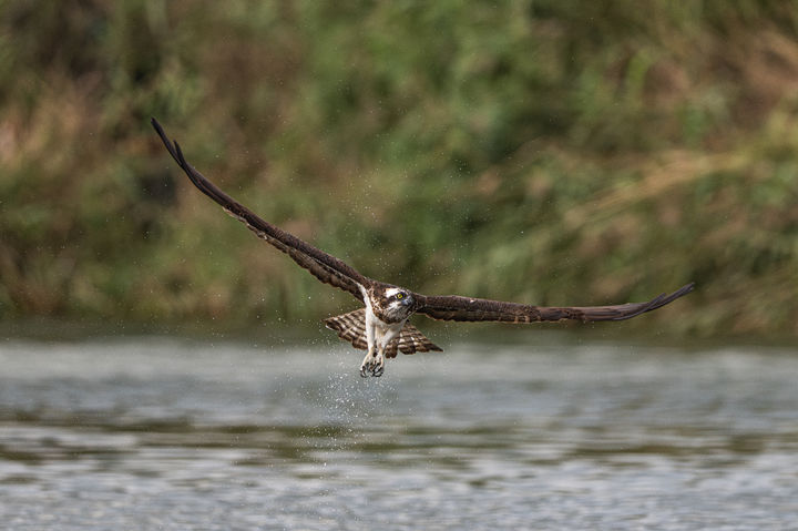 [울산=뉴시스] 울산시는 지난 9월 24일과 29일, 10월 3일에 걸쳐 울주군 온산읍 회야강 일대에서 여름철새 맹금류들의 사냥 모습이 목격됐다고 8일 밝혔다. 사진은 물위를 비상하는 물수리. (사진= 새통신원 최호준 씨 제공) 2024.10.08.photo@newsis.com *재판매 및 DB 금지