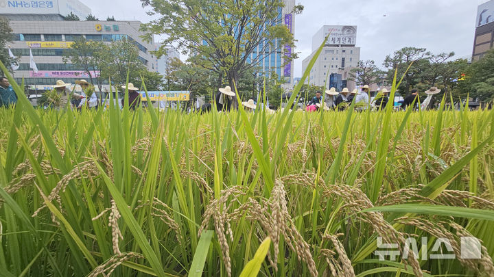 [울산=뉴시스] 배병수 기자 = 7일 오후 울산시청 생활정원 내 조성한 텃논에서 벼 베기 행사를 하고 있다. 2024.10.07.bbs@newsis.com.