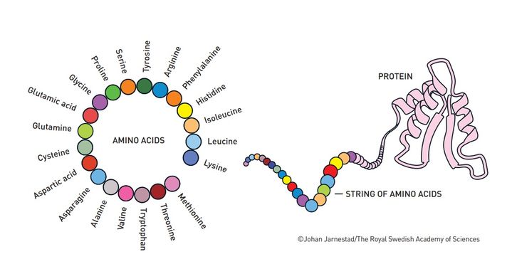단백질은 일반적으로 20가지의 아미노산으로 구성되며, 이 아미노산들이 긴 사슬처럼 연결된 형태를 띄게 된다. (사진=노벨상위원회) *재판매 및 DB 금지