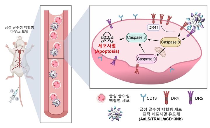 [울산=뉴시스] 급성 골수성 백혈병 표적 세포사멸 유도체의 작용 원리 (UNIST 제공) *재판매 및 DB 금지