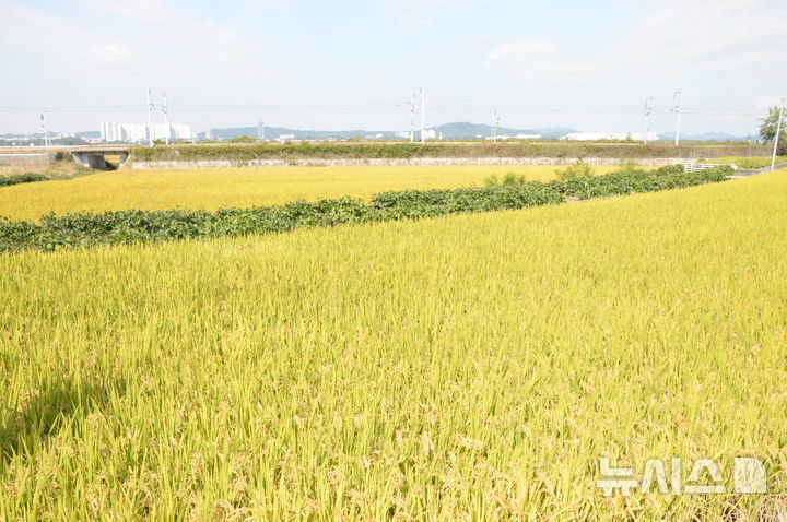 [청주=뉴시스] 연현철 기자 = 10일 충북 청주시 청원구 오근장동 들녘에 누렇게 익어 고개숙인 벼가 추수를 기다리고 있다. 2024.10.10. yeon0829@newsis.com