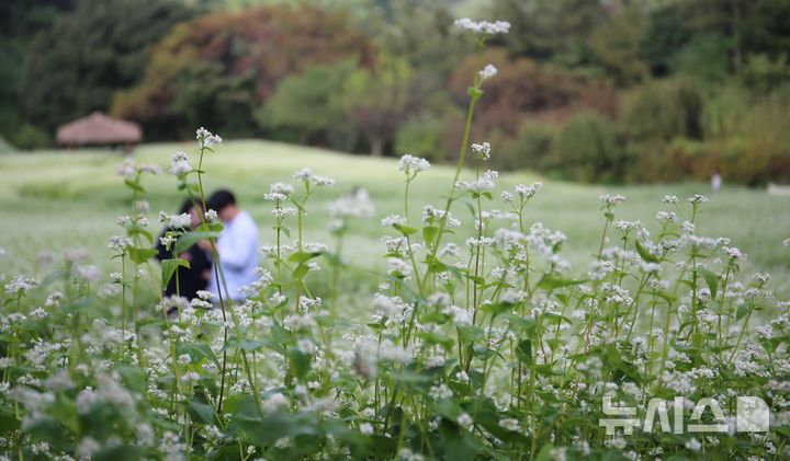 [청주=뉴시스] 서주영 기자 = 10일 오후 충북 청주시 상당구 낭성면 추정리의 메밀꽃밭을 찾은 시민들이 지면을 하얗게 수놓은 메밀꽃 길을 거닐며 가을을 만끽하고 있다. 2024.10.10. juyeong@newsis.com