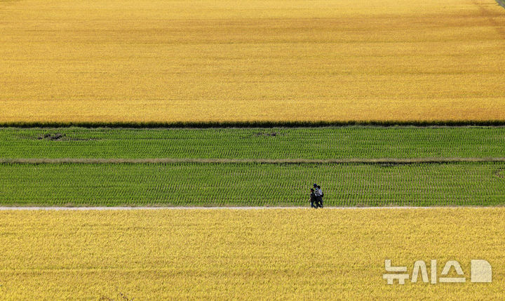 [대구=뉴시스] 이무열 기자 = 사진은 지난해 10월 10일 대구 북구 학정동 들녘에 수확을 앞둔 벼가 황금빛으로 물들어 있는 모습. 2024.10.10. lmy@newsis.com