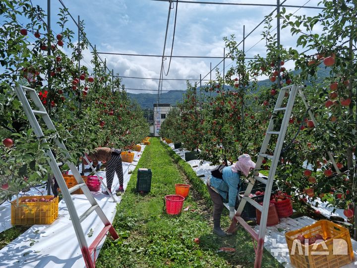 사과를 수확하는 모습(사진=농진청 제공)