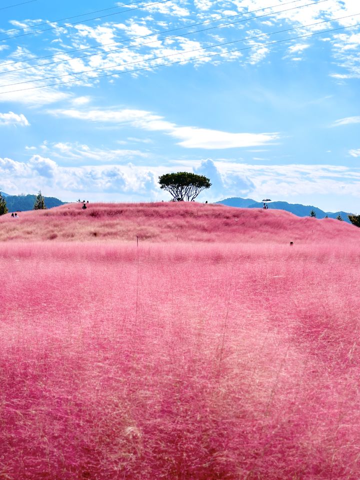 [합천=뉴시스] 합천군청 합천군, 광역시티투어 '합천누비GO' 재개 *재판매 및 DB 금지 *재판매 및 DB 금지