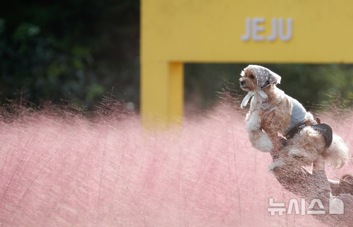 [서귀포=뉴시스] 우장호 기자 = 완연한 가을 날씨를 보인 13일 오후 제주 서귀포시 남원읍 휴애리자연생활공원을 찾은 한 방문객이 반려견과 활짝 핀 핑크뮬리를 감상하며 즐거운 추억을 쌓고 있다. 2024.10.13. woo1223@newsis.com