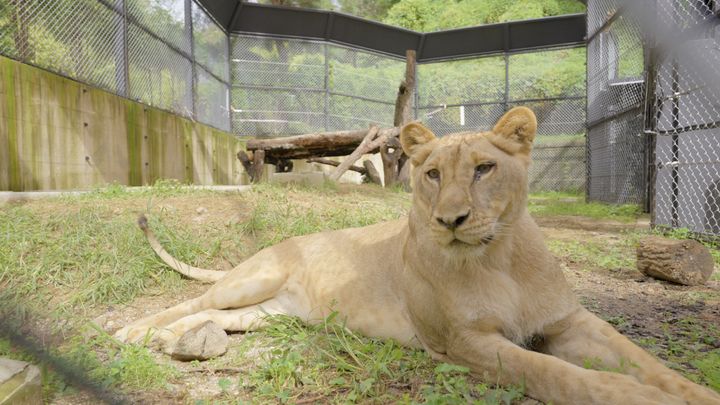 [청주=뉴시스] 수사자 바람이의 딸 구름이. (사진=청주시 제공) photo@newsis.com *재판매 및 DB 금지
