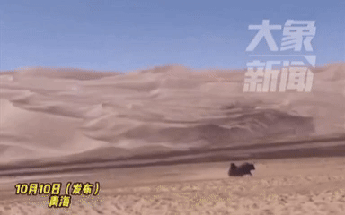 [서울=뉴시스] 중국의 한 고원에서 야생 야크와 추격전을 벌인 남성의 모습이 담긴 영상이 공개됐다. (사진=大象新闻) *재판매 및 DB 금지