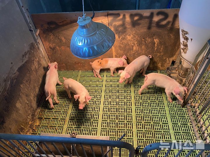 [세종=뉴시스]농촌진흥청은 젖뗀 어린 돼지의 설사 발생 비율을 줄일 수 있는 사료 내 박테리오파지 활용 기술을 개발했다고 14일 밝혔다. 박테리오파지는 미생물을 숙주로 하는 바이러스로써 병원성 미생물 억제에 활용된다.(사진=농진청 제공)