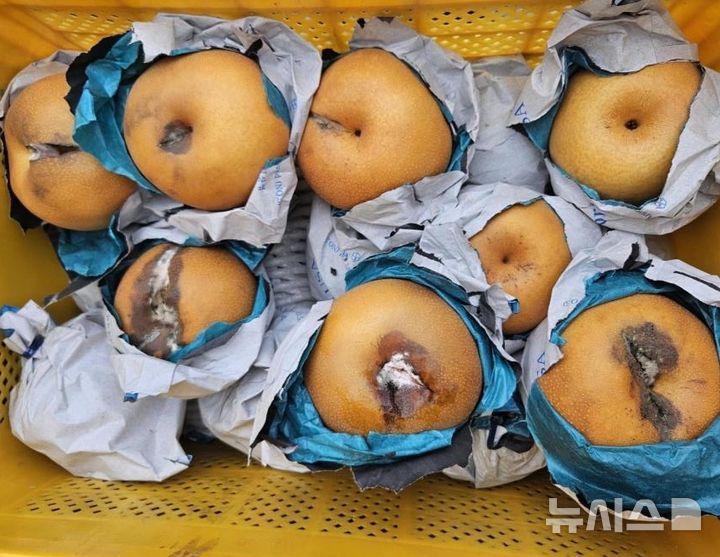 [세종=뉴시스]배 열매 터짐.(사진=농진청 제공)