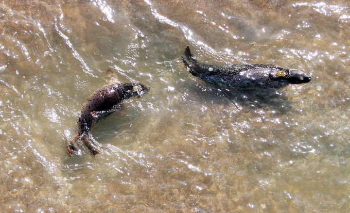[홍성=뉴시스] 김덕진 기자=지난해 10월16일 충남 서산·태안 가로림만 벌말선착장 인근에 방류된 점박이물범 한 쌍 봄이와 양양이가 헤엄치고 있다. (사진=뉴시스 DB). photo@newsis.com *재판매 및 DB 금지
