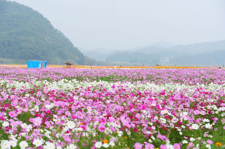 [부여=뉴시스] 충남 부여군 구드래 코스모스 단지 *재판매 및 DB 금지