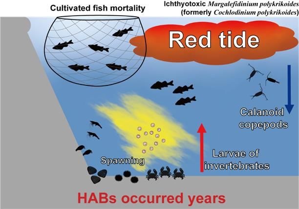 [부산=뉴시스] 적조 발생이 해양생태계에 미치는 영향에 대한 모식도 (그림=한국해양과학기술원 제공) 2024.10.17. photo@newsis.com *재판매 및 DB 금지