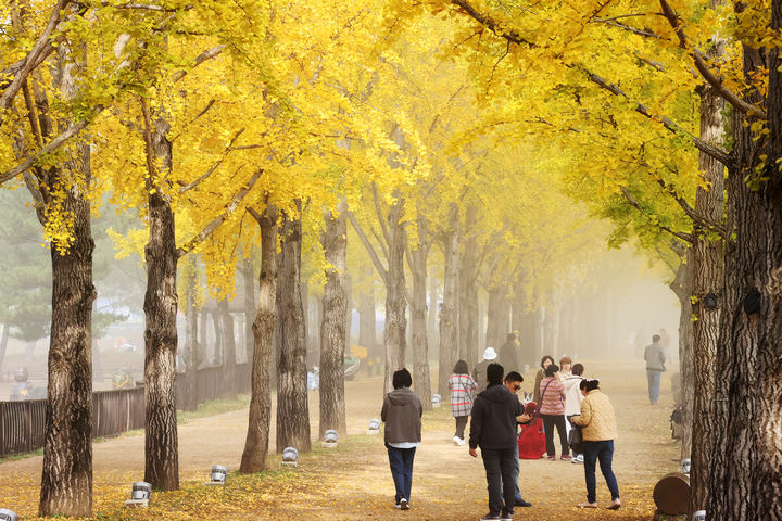 괴산 문광저수지 은행나무길(사진=괴산군 제공) *재판매 및 DB 금지