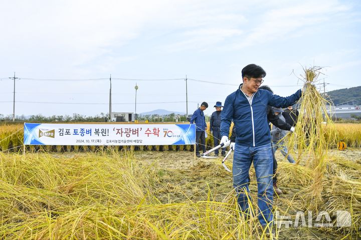 [김포=뉴시스] 정일형 기자 = 김병수 김포시장이 17일 대곶면 약암리 농업기술센터 벼 예찰답에서 종자 복원용으로 재배된 자광벼를 수확하고 있다. (사진은 김포시 제공)