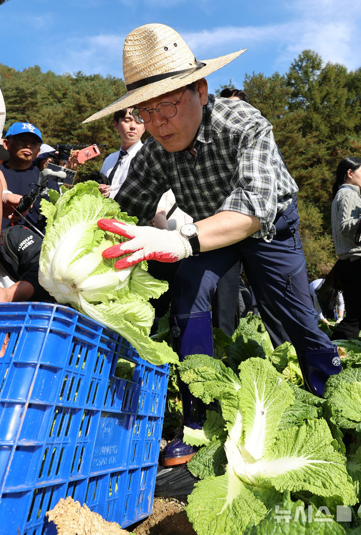 [평창=뉴시스] 권창회 기자 = 이재명 더불어민주당 대표가 17일 오후 강원 평창군 한 배추농가를 방문해 배추를 수확하고 있다. 2024.10.17. kch0523@newsis.com