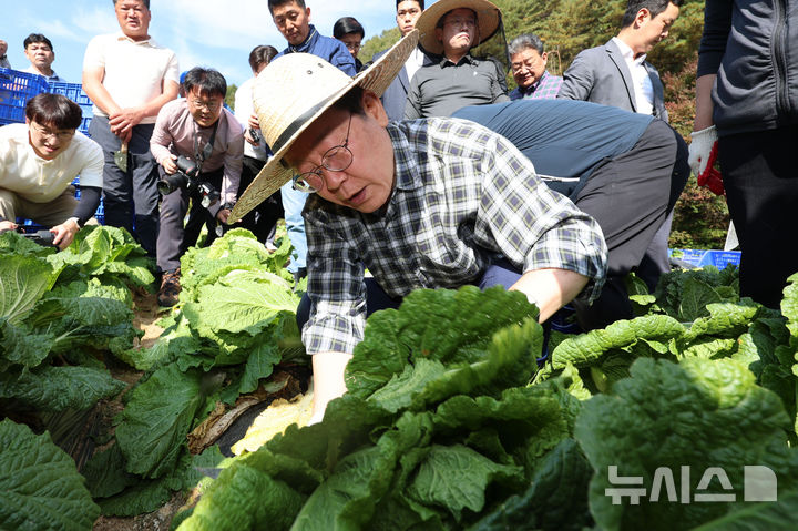 [평창=뉴시스] 권창회 기자 = 이재명 더불어민주당 대표가 17일 오후 강원 평창군 한 배추농가를 방문해 배추를 수확하고 있다. 2024.10.17. kch0523@newsis.com