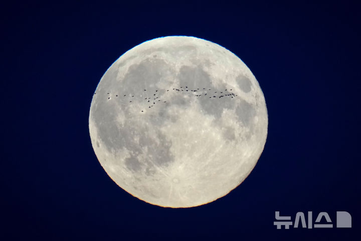 [탈린=AP/뉴시스] 17일(현지시각) 에스토니아 탈린 상공에 뜬 슈퍼문을 배경으로 새 떼가 날아가고 있다. 10월의 보름달은 환한 달빛 덕분에 사냥꾼들이 늦은 저녁까지 사냥할 수 있다고 해서 '사냥꾼의 달'(Hunter's Moon)이라고 부르기도 한다. 2024.10.18.