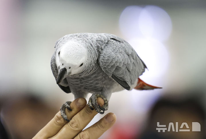 [서울=뉴시스] 정병혁 기자 = 20일 서울 강남구 세텍에서 열린 희귀반려동물박람회를 찾은 시민들이 앵무새를 살펴보고 있다. 2024.10.20. jhope@newsis.com