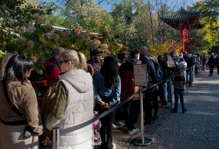 [서울=뉴시스]생후 2개월 된 쌍둥이 판다를 보기 위해 많은 관람객이 베를린 동물원을 찾고 있다.(사진=SCMP 갈무리) *재판매 및 DB 금지