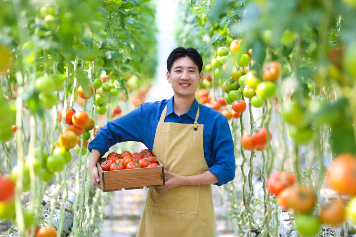 [당진=뉴시스] 지난해 6월 당진시 석문면 삼화리 청년 창업농 임대형 스마트팜에서 경영실습 중인 한 청년이 완숙 토마토 한 바구니를 들고 기념 촬영을 하고 있다. (사진=당진시 제공) 2024.10.22. *재판매 및 DB 금지