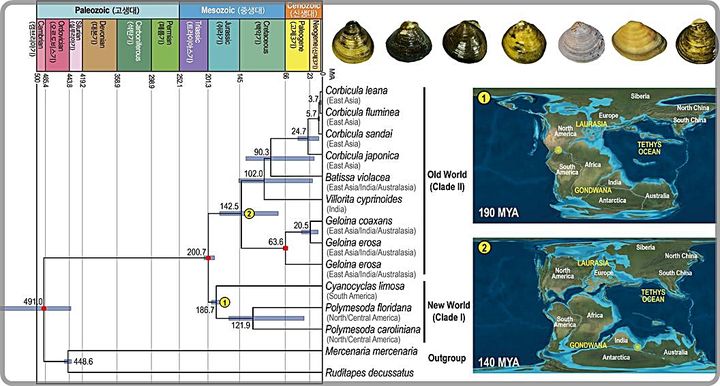 [대전=뉴시스] 판게아 대륙이동에 따른 중생대 지질학적 시기별 이매패류의 육상 담수 생태계로의 서식지 이동 설명도.(사진=박중기 교수 제공) *재판매 및 DB 금지