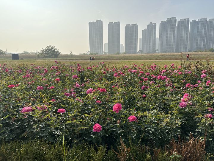 [인천=뉴시스] 김동영 기자 = 인천도시공사(iH)가 인천 연수구 송도국제도시 R2 부지에 조성한 장미원 모습. (사진=iH 제공) 2024.10.23. photo@newsis.com *재판매 및 DB 금지