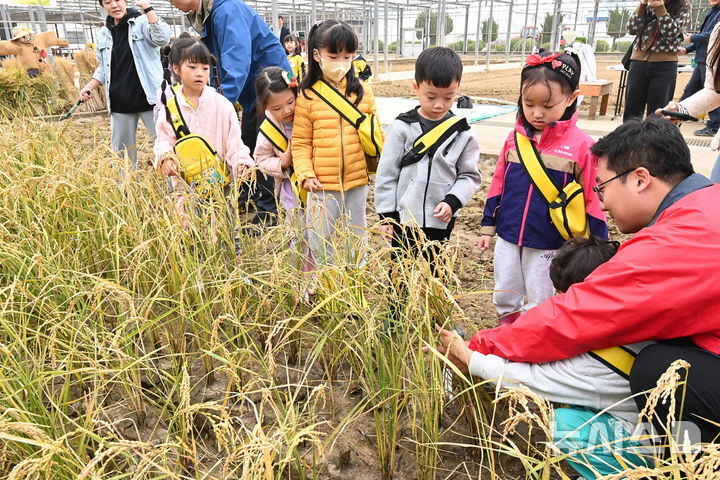 [수원=뉴시스] 김종택기자 = 경기도 수원시 농촌진흥청 국립식량과학원 중부작물부 작물연구동에서 열린 '전통 벼베기 및 탈곡 체험 행사'에 참가한 어린이들이 수확한 벼를 살펴보고 있다. 2024.10.23. jtk@newsis.com