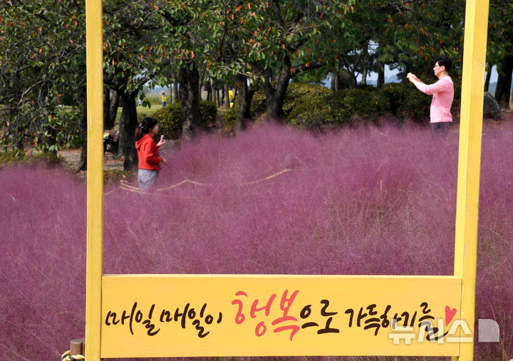 [시흥=뉴시스] 갯골생태공원의 핑크뮬리밭을 찾은 상추객들이 추억을 남기기 위한 사진을 촬영하고 있다. (사진=시흥시 제공). 2024.10.26.photo@newsis.com  