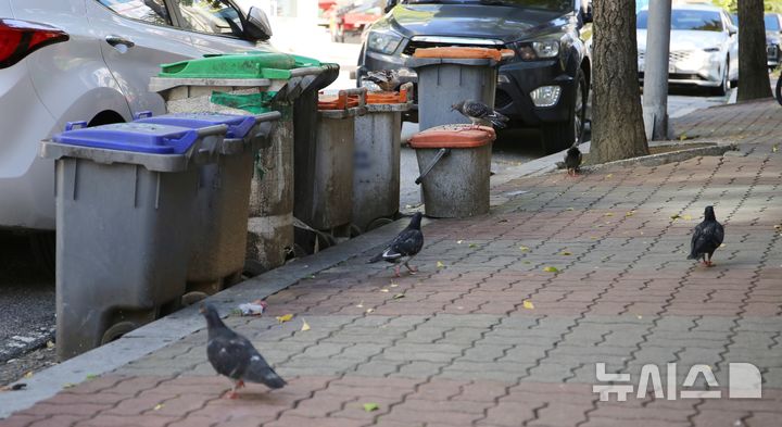 [청주=뉴시스] 서주영 기자 = 충북 청주시 상당구 금천광장 인근에서 집비둘기 떼가 거리를 배회하고 있다. 내년 1월부터 집비둘기 등 유해야생동물에 먹이 주는 행위가 법적으로 금지된다. 2024.10.26. juyeong@newsis.com *재판매 및 DB 금지