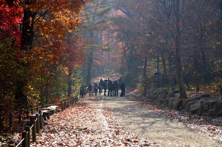 '광릉'의 가을 풍경 (사진=국립 수목원) *재판매 및 DB 금지