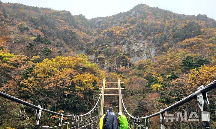 [제주=뉴시스] 임재영 기자 = 27일 오전 한라산 고지대인 해발 1600~1750m 탐라계곡 일대에서는 단풍이 절정의 장관을 뽐냈다. 2024.10.27. ijy788@newsis.com