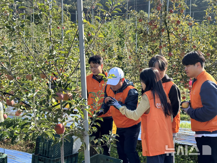 [세종=뉴시스]지난 25일 경기도 포천시 소재 사과 농가에서 (주)한화 임직원들이 사과 수확을 하고 있다.(사진=농협 제공)