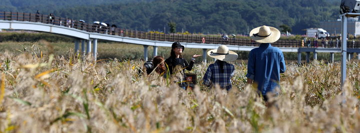 강진만 갈대축제. (사진=강진군 제공) *재판매 및 DB 금지