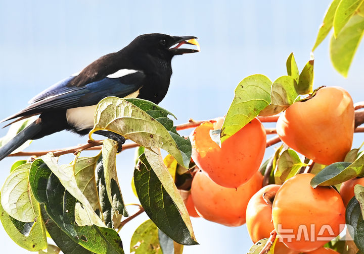 [수원=뉴시스] 김종택기자 = 완연한 가을 날씨를 보인 28일 경기도 수원시 영통구 이의동에서 까치가 빨갛게 익어가는 감을 쪼아 먹고 있다. 2024.10.28. jtk@newsis.com