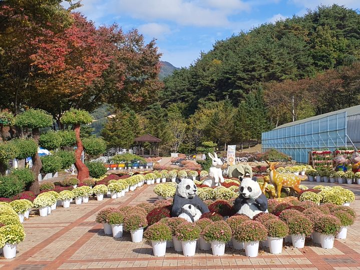 [거창=뉴시스] 거창군청 거창사건사업소 국화관람회 *재판매 및 DB 금지 *재판매 및 DB 금지