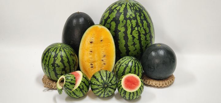 진천군에서 생산하는 미니수박(사진=진천군 제공) *재판매 및 DB 금지