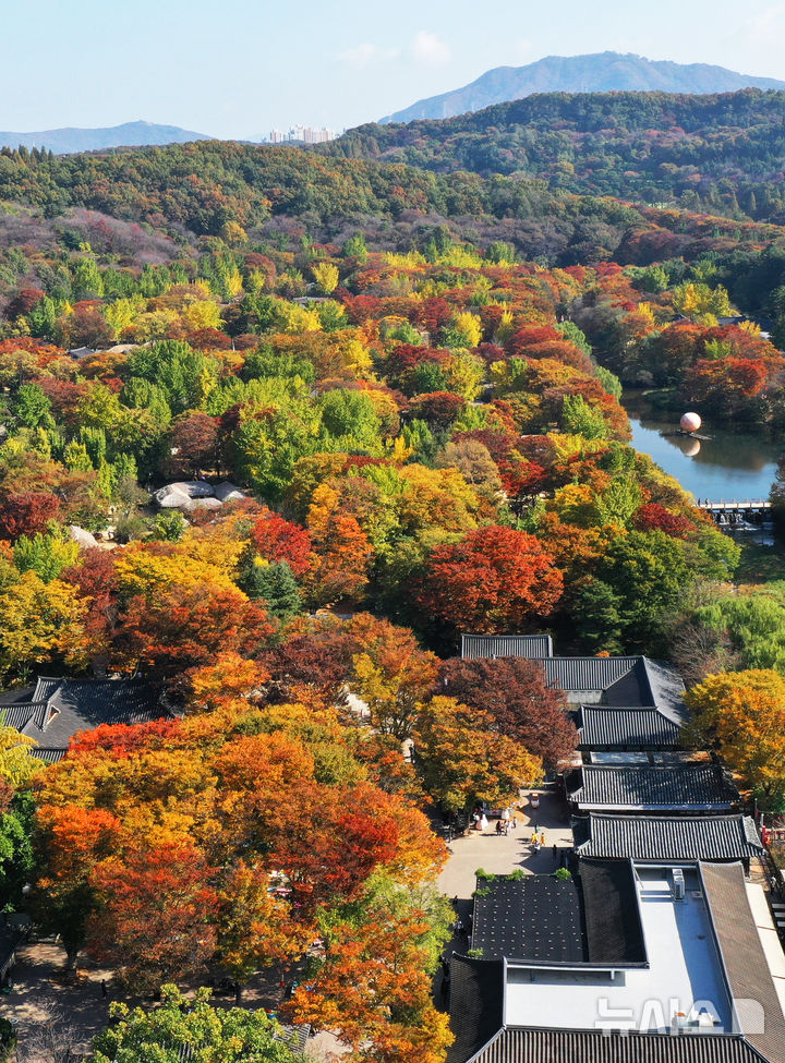 [용인=뉴시스] 김종택기자 = 완연한 가을 날씨를 보인 30일 경기도 용인시 한국민속촌에 울긋불긋한 단풍이 물들어가고 있다. 2024.10.30. jtk@newsis.com