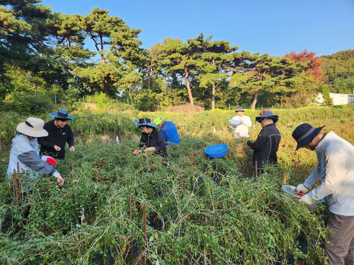 [보령=뉴시스] 30일 보령시 청소면 구기자 농가에서 농촌일손돕기를 하는 보령시 홍보미디어실 직원들. (사진=보령시 제공) 2024.10.31. photo@newsis.com  *재판매 및 DB 금지