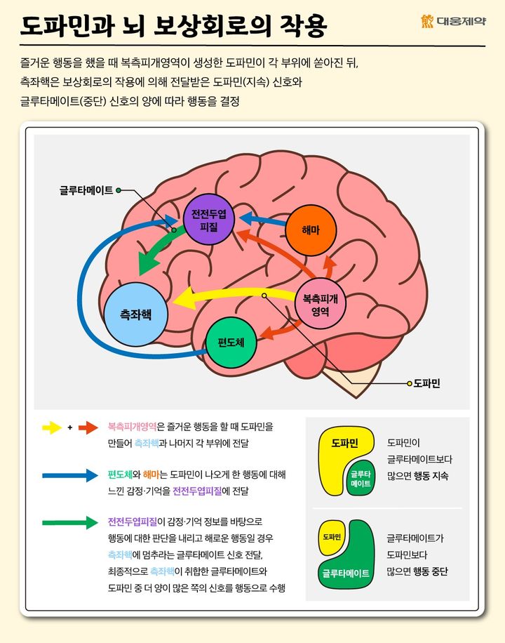 [서울=뉴시스] 도파민과 뇌 보상회로 작용 (사진=대웅제약 제공) 2024.11.03. photo@newsis.com *재판매 및 DB 금지