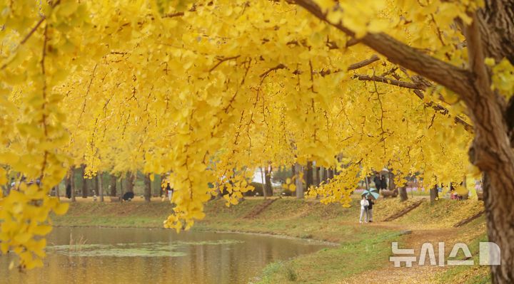 [괴산=뉴시스] 이영환 기자 = 1일 오전 충북 괴산군 문광저수지에 은행나무가 노랗게 물들어 있다. 2024.11.01. 20hwan@newsis.com