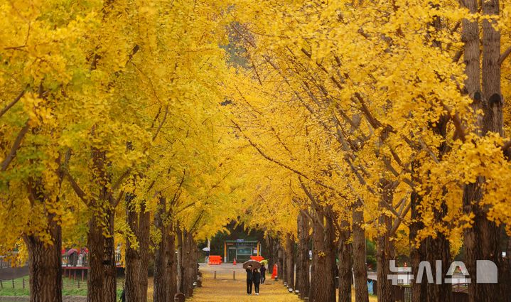 [괴산=뉴시스] 이영환 기자 = 지난해 충북 괴산군 문광저수지를 찾은 관광객들이 노랗게 물든 은행나무길을 걷고 있다. 2024.11.01. 20hwan@newsis.com