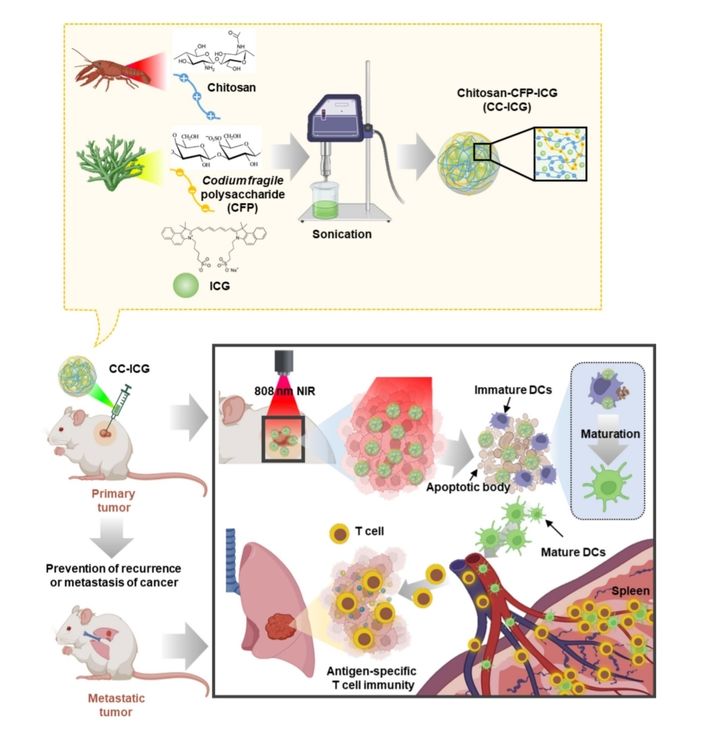 [울산=뉴시스] 울산대학교는 의과대학 이창환(49)·진준오(44) 교수와 박사과정 류다영(29)·박해빈(29)씨, 강릉 원주대학교 유상권(54) 교수 연구팀이 광열 면역 치료를 통해 원발암 치료 및 재발암까지 차단 가능한 천연 다당류 광열 암 치료 나노 입자를 개발했다고 4일 밝혔다.광열치료를 설명한 연구 그림. (사진=울산대 제공) 2024.11.04. photo@newsis.com *재판매 및 DB 금지