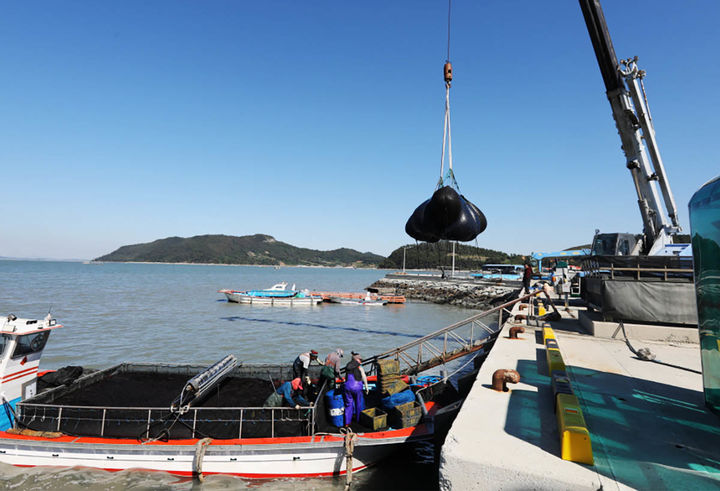 [해남=뉴시스]해남 화산 구성항 물김 위판. *재판매 및 DB 금지